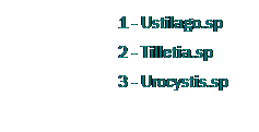Text Box: &nbsp;&nbsp;&nbsp;&nbsp;&nbsp;&nbsp;&nbsp;&nbsp;&nbsp;&nbsp;&nbsp;&nbsp;&nbsp;&nbsp;&nbsp;&nbsp;&nbsp;&nbsp;&nbsp;&nbsp;&nbsp;&nbsp;&nbsp; 1 - Ustilago.sp
&nbsp;&nbsp;&nbsp;&nbsp;&nbsp;&nbsp;&nbsp;&nbsp;&nbsp;&nbsp;&nbsp;&nbsp;&nbsp;&nbsp;&nbsp;&nbsp;&nbsp;&nbsp;&nbsp;&nbsp;&nbsp;&nbsp;&nbsp; 2 - Tilletia.sp
&nbsp;&nbsp;&nbsp;&nbsp;&nbsp;&nbsp;&nbsp;&nbsp;&nbsp;&nbsp;&nbsp;&nbsp;&nbsp;&nbsp;&nbsp;&nbsp;&nbsp;&nbsp;&nbsp;&nbsp;&nbsp;&nbsp;&nbsp; 3 - Urocystis.sp
&nbsp;
